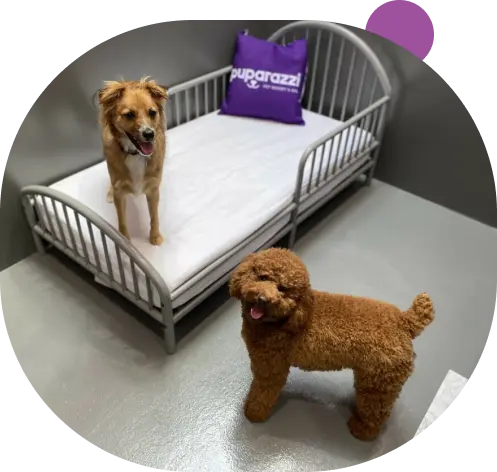 Dog Hotel Luxe Suites