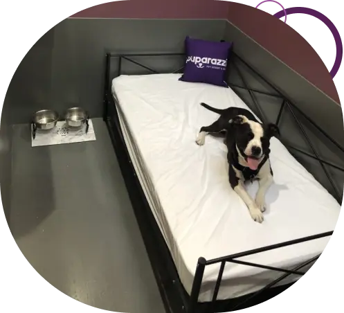 Dog Hotel Master Suites