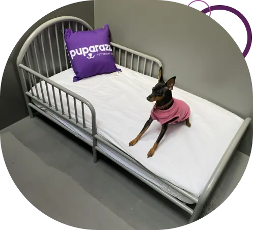 Dog Hotel Premium Suites