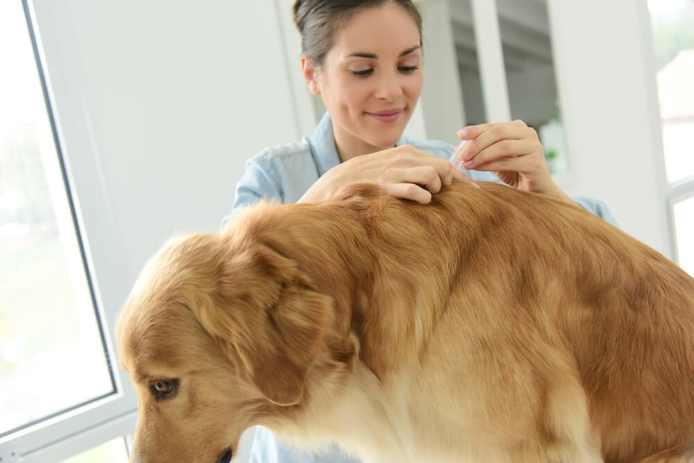 How to Tell if Your Dog Has a Tick and What to Do About It