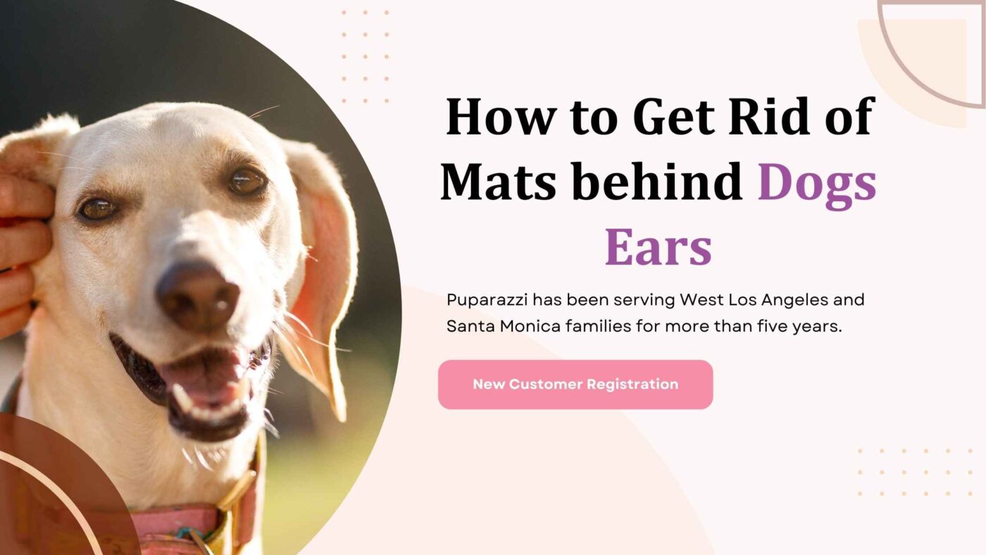 How to Get Rid of Mats behind Dogs Ears