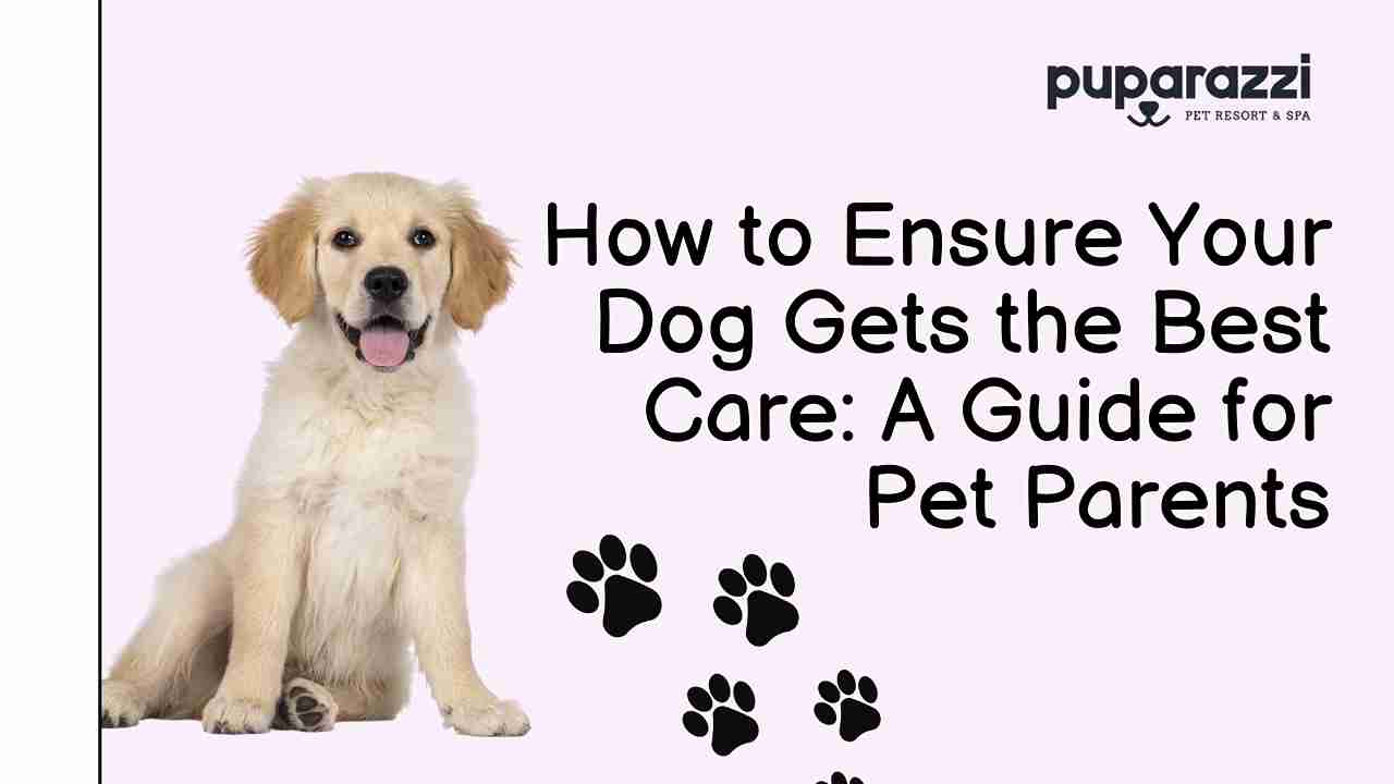 How to Ensure Your Dog Gets the Best Care A Guide for Pet Parents_11zon