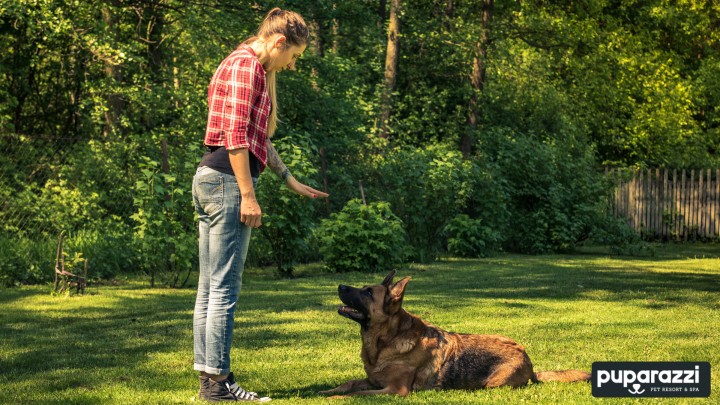 Dog training outdoor