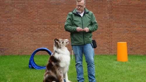 Private dog training lesson in a Los Angeles home