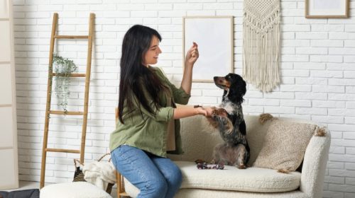 Private dog training lesson in a Los Angeles home